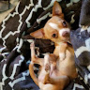 Meet your Posher, Jasmine